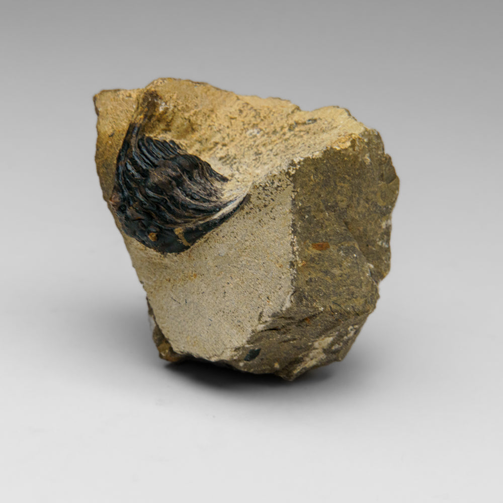 Genuine Hollardops Trilobite Fossil from Ofaten, Morocco (224 grams)