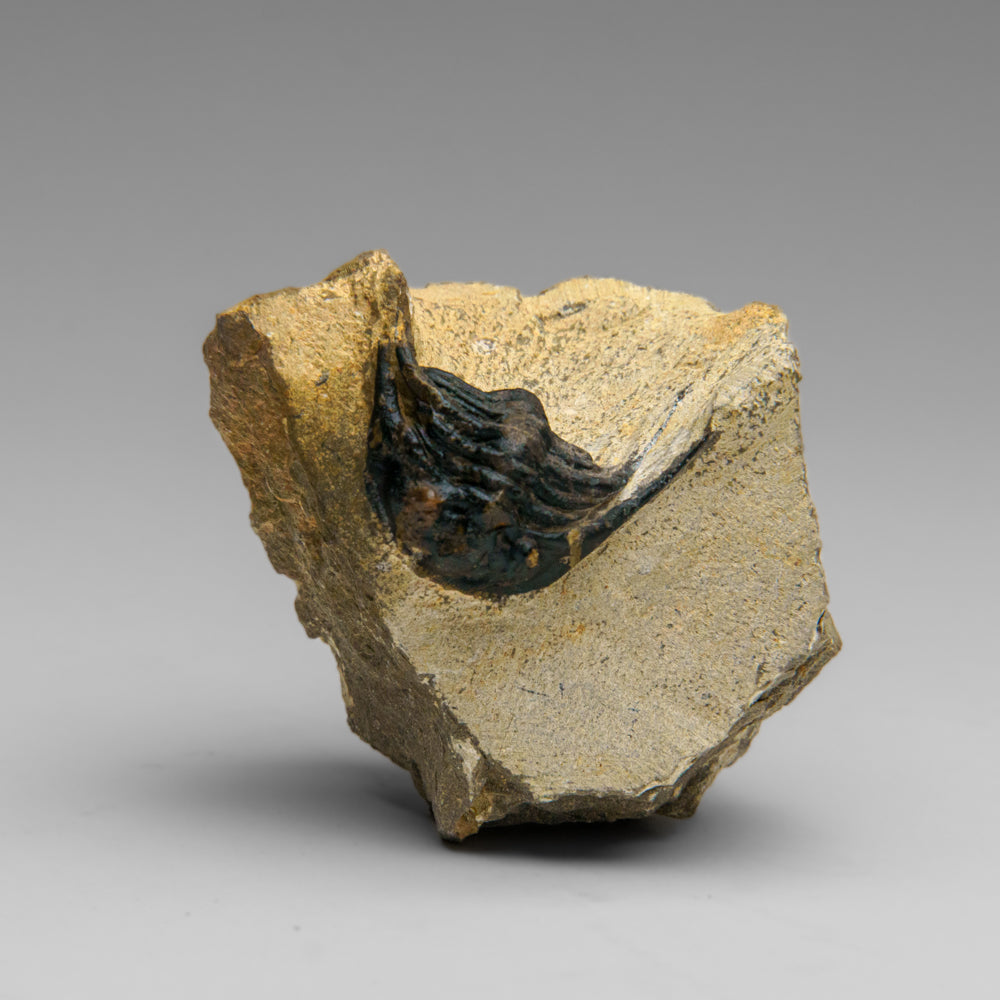 Genuine Hollardops Trilobite Fossil from Ofaten, Morocco (224 grams)