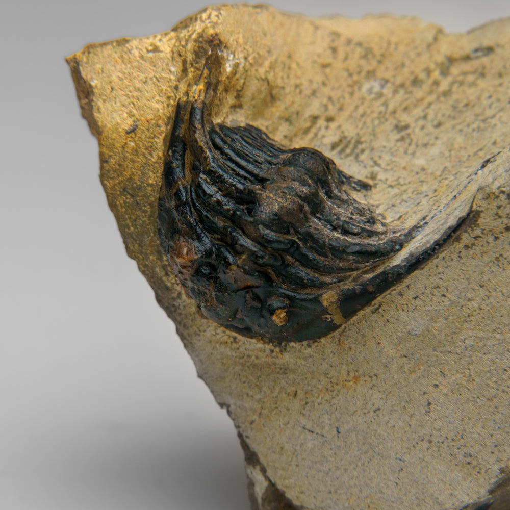 Genuine Hollardops Trilobite Fossil from Ofaten, Morocco (224 grams)