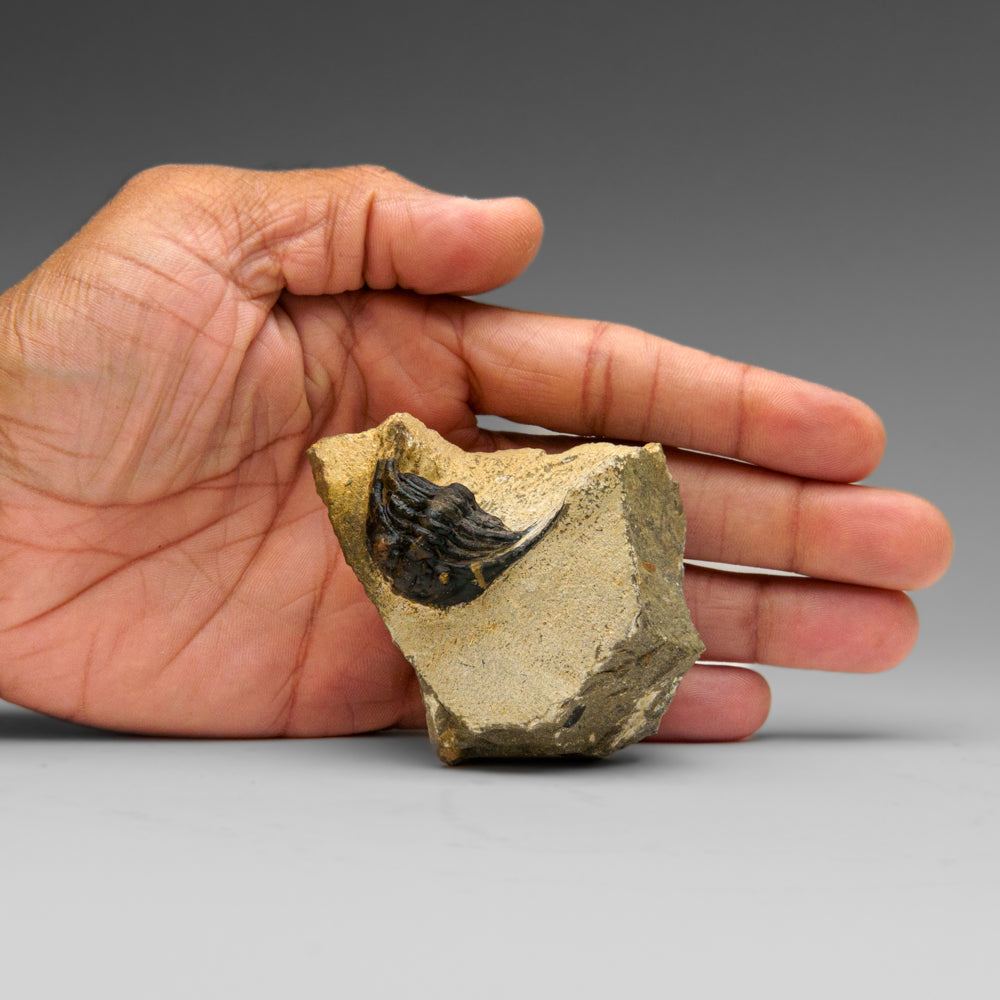 Genuine Hollardops Trilobite Fossil from Ofaten, Morocco (224 grams)