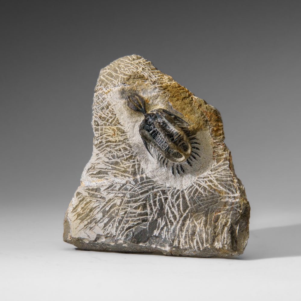 Psychopyge Trilobite on Matrix from Morocco (402.9 grams)