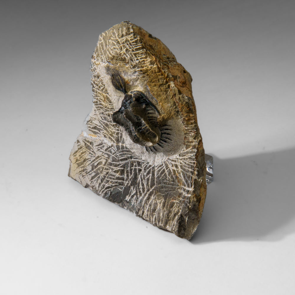 Psychopyge Trilobite on Matrix from Morocco (402.9 grams)