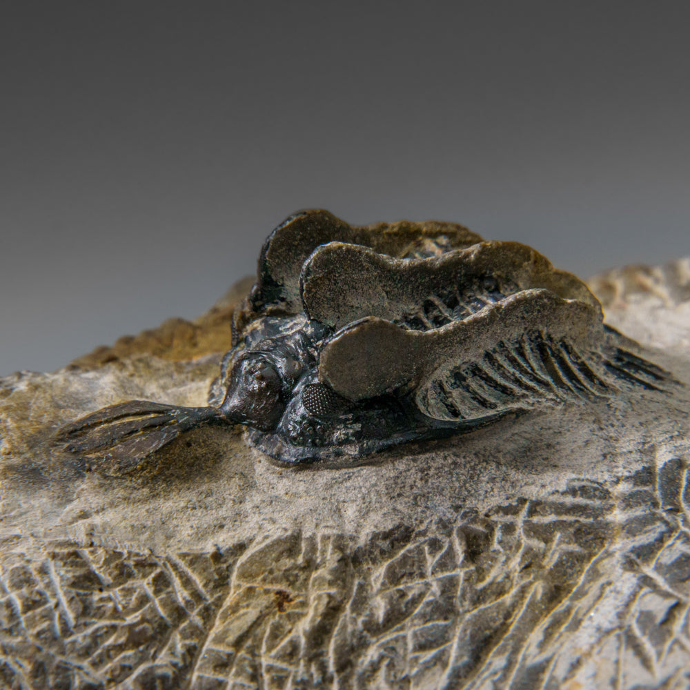 Psychopyge Trilobite on Matrix from Morocco (402.9 grams)