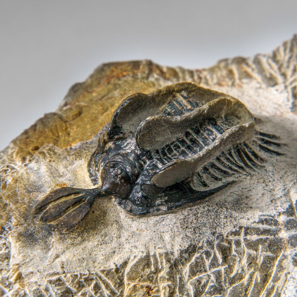 Psychopyge Trilobite on Matrix from Morocco (402.9 grams)