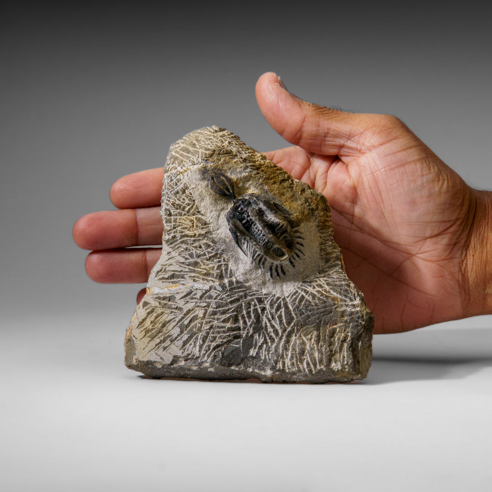 Psychopyge Trilobite on Matrix from Morocco (402.9 grams)