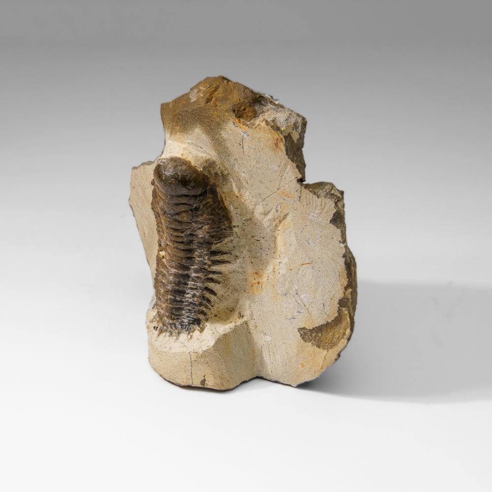 Genuine Crotalocephalina Trilobite in Matrix from Morocco (2.1 lbs)