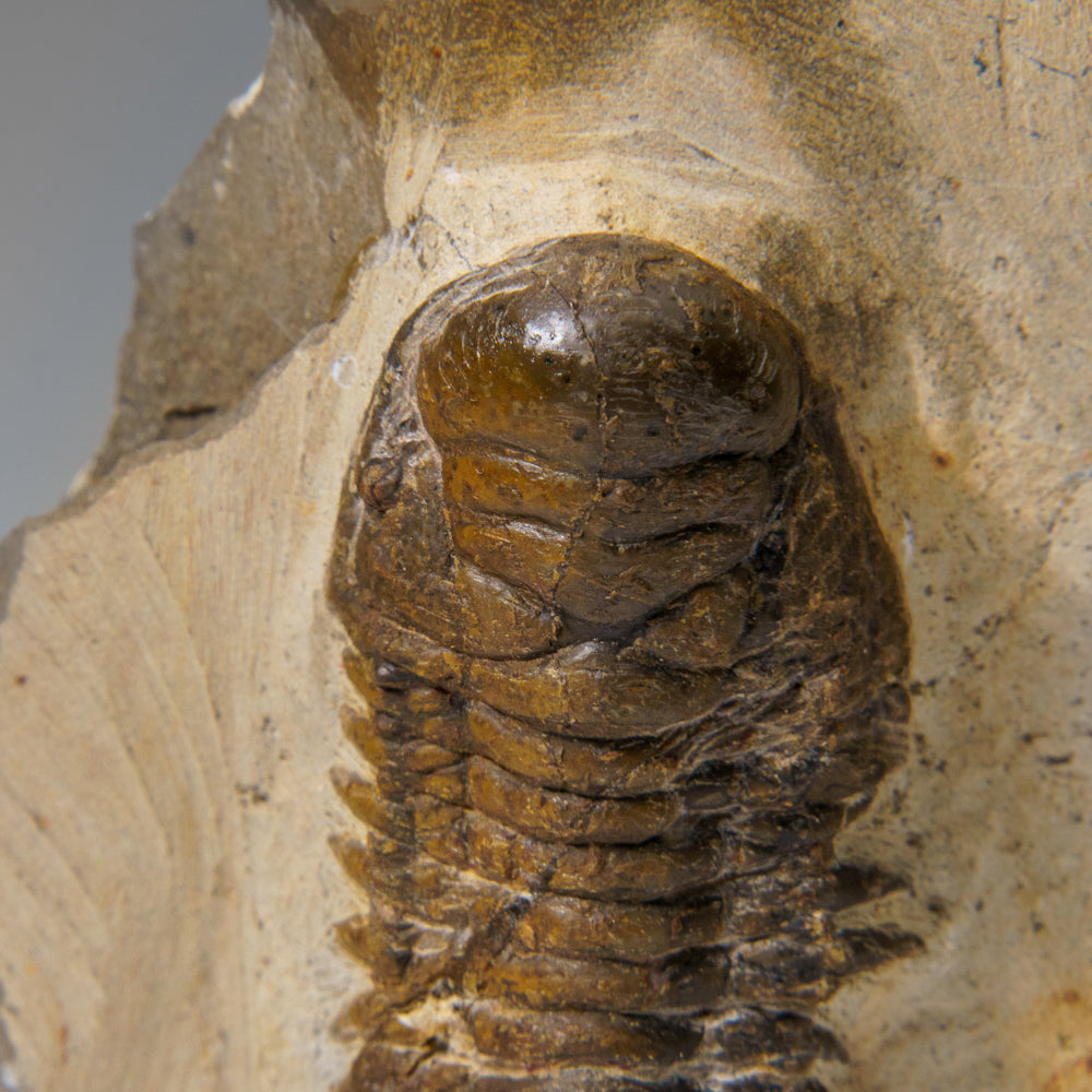 Genuine Crotalocephalina Trilobite in Matrix from Morocco (2.1 lbs)