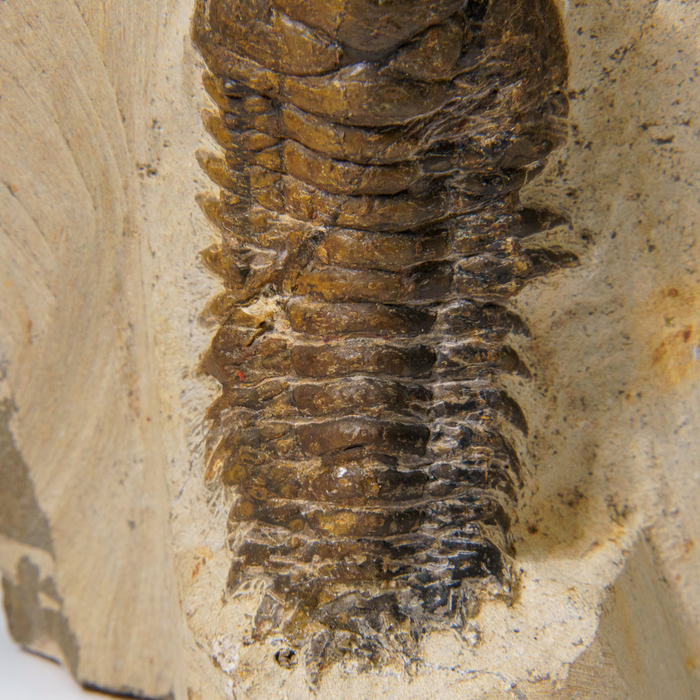 Genuine Crotalocephalina Trilobite in Matrix from Morocco (2.1 lbs)