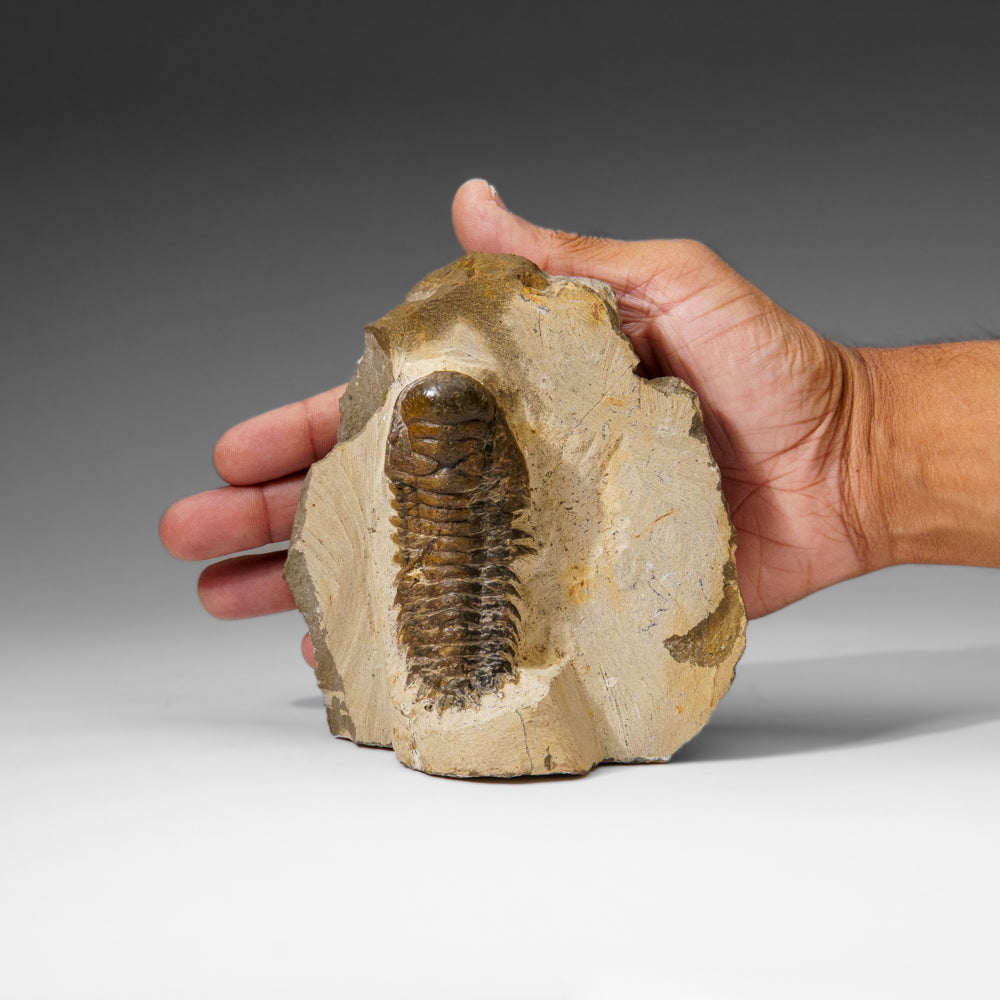 Genuine Crotalocephalina Trilobite in Matrix from Morocco (2.1 lbs)