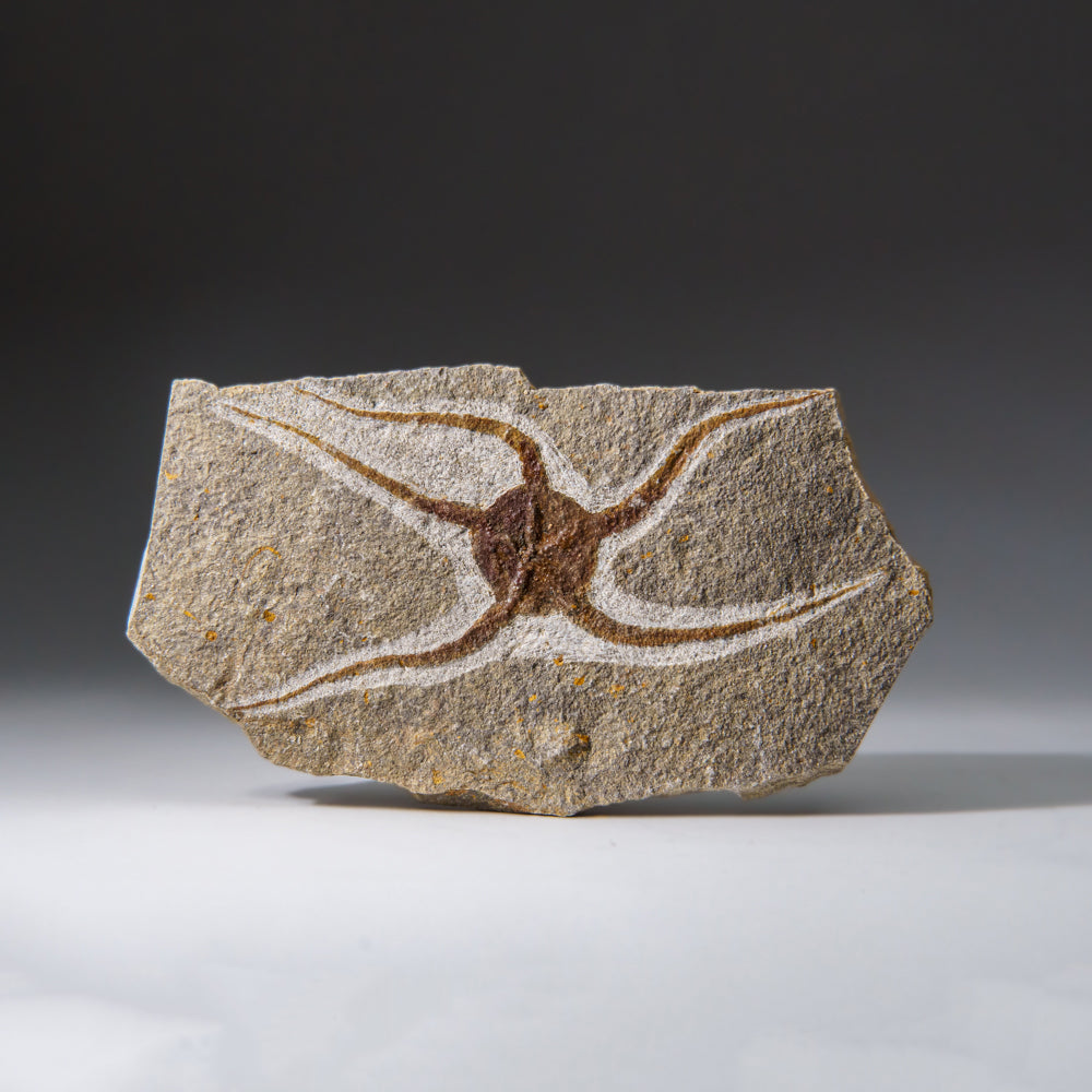 Genuine Ophiuroidea Brittle Star Fossil (433.1 grams)