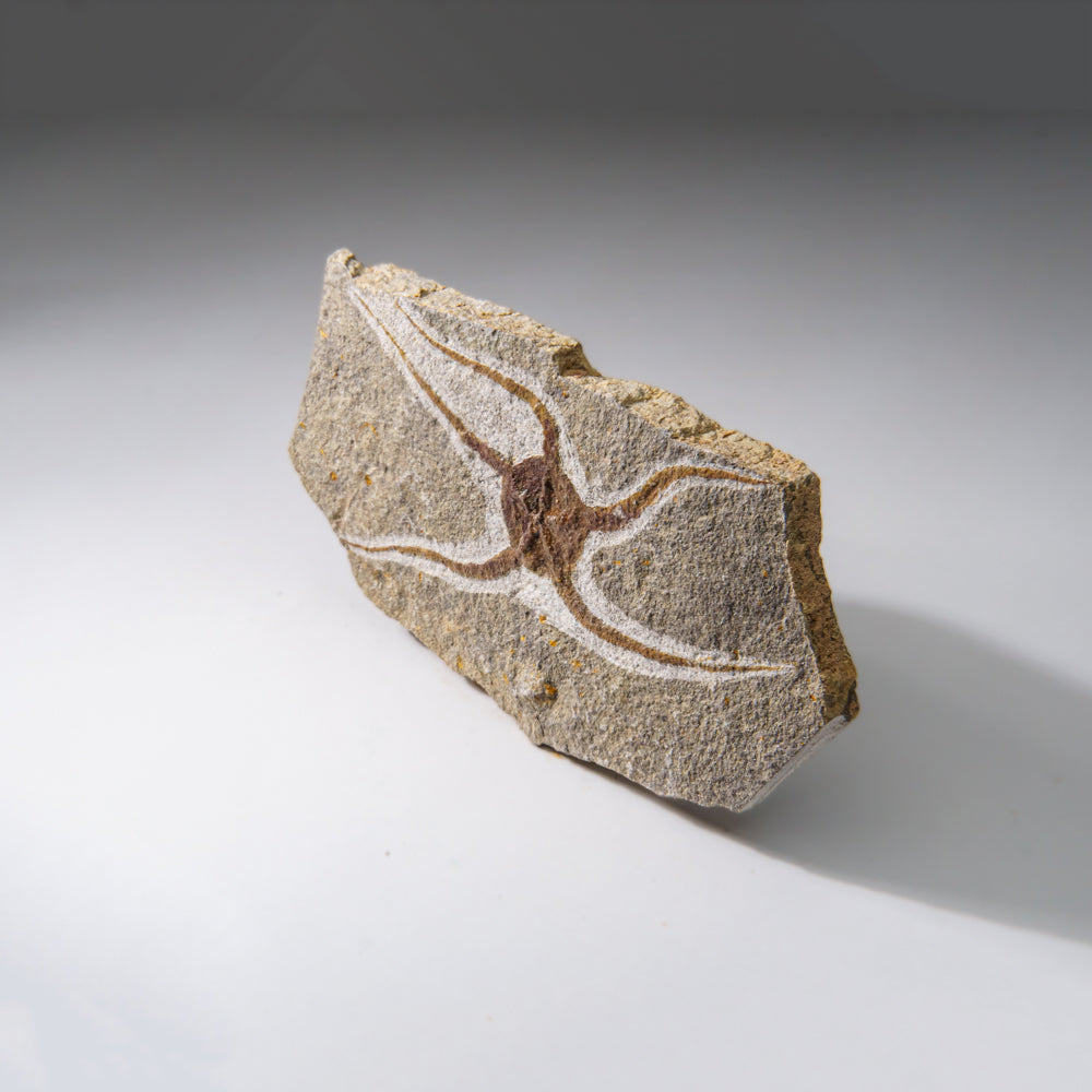 Genuine Ophiuroidea Brittle Star Fossil (433.1 grams)