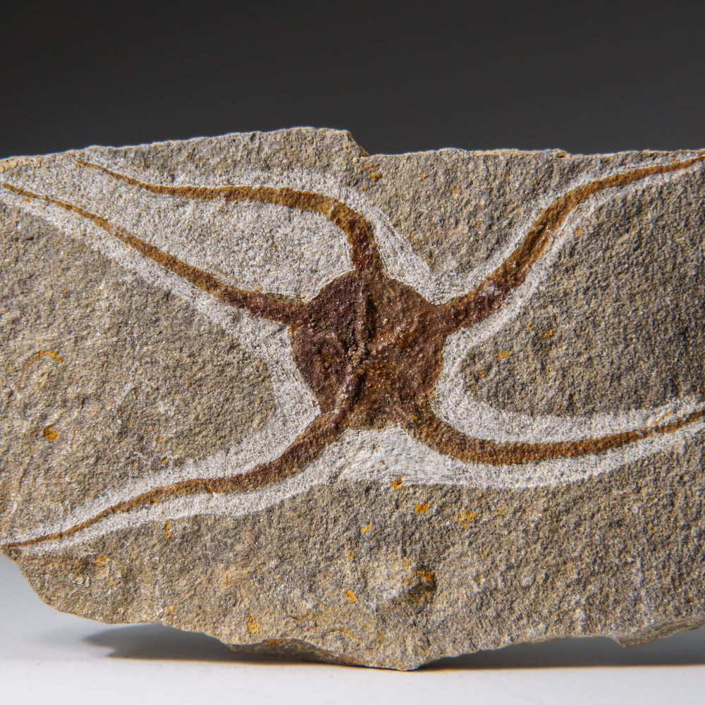 Genuine Ophiuroidea Brittle Star Fossil (433.1 grams)