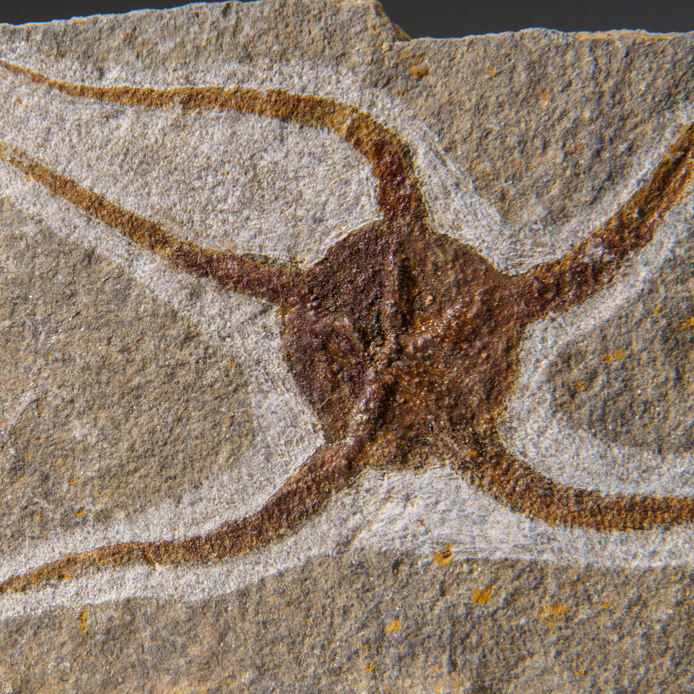 Genuine Ophiuroidea Brittle Star Fossil (433.1 grams)
