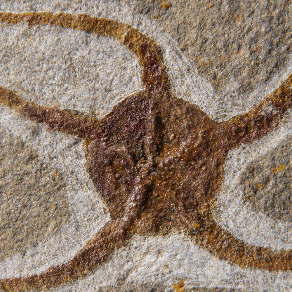 Genuine Ophiuroidea Brittle Star Fossil (433.1 grams)