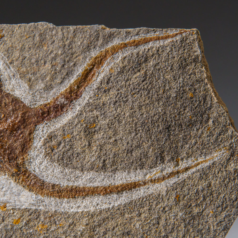 Genuine Ophiuroidea Brittle Star Fossil (433.1 grams)