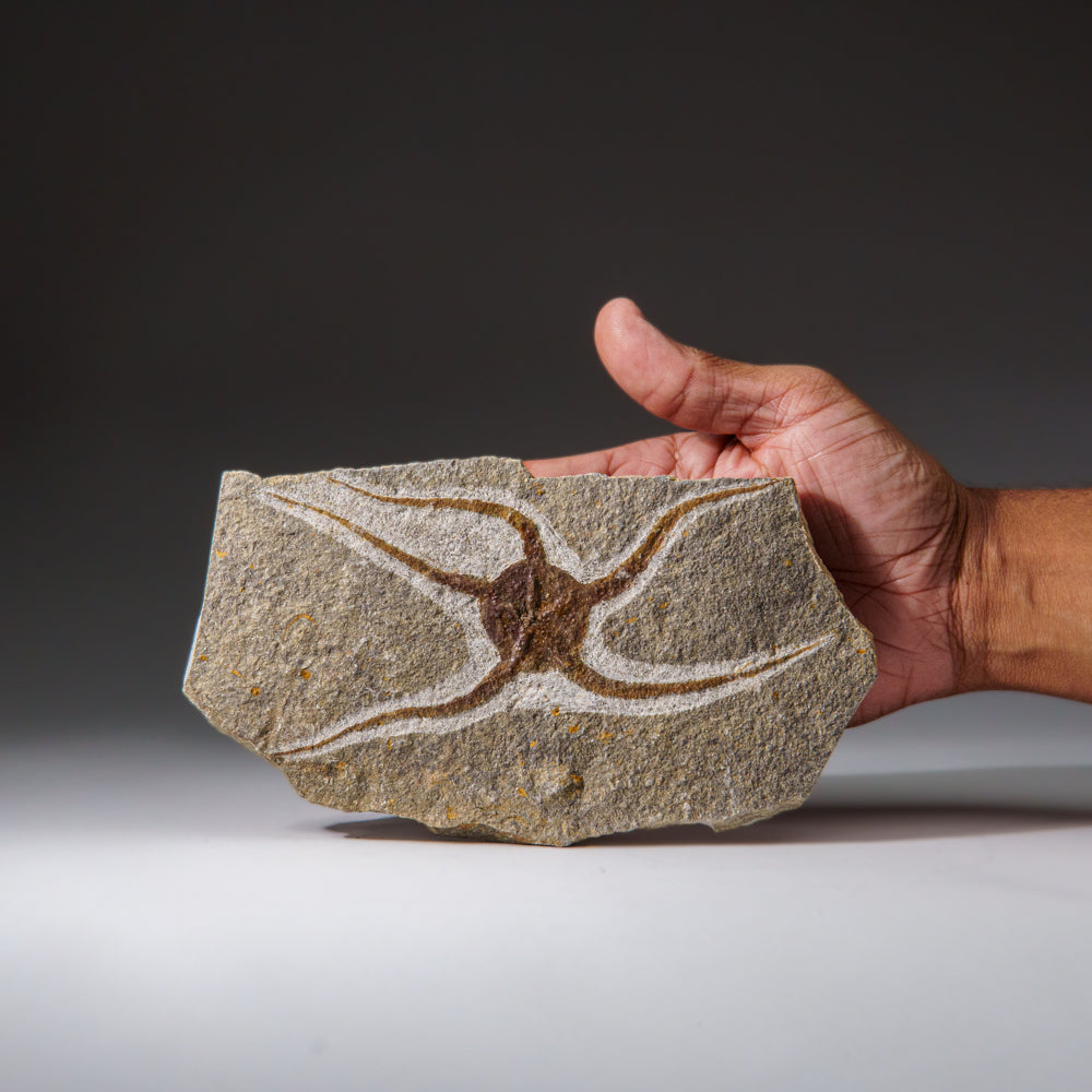 Genuine Ophiuroidea Brittle Star Fossil (433.1 grams)