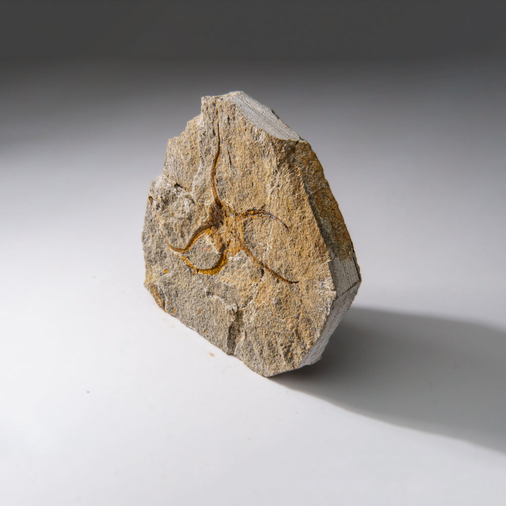 Genuine Ophiuroidea Brittle Star Fossil (440.8 grams)