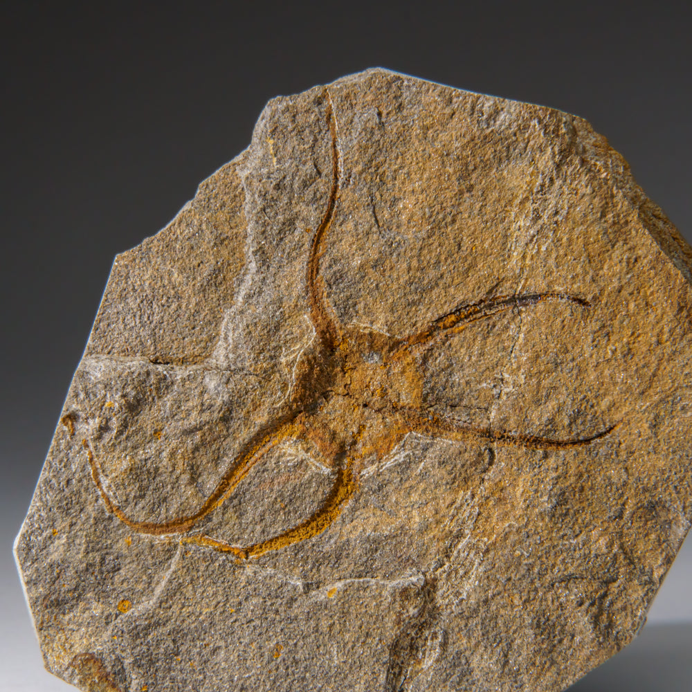 Genuine Ophiuroidea Brittle Star Fossil (440.8 grams)