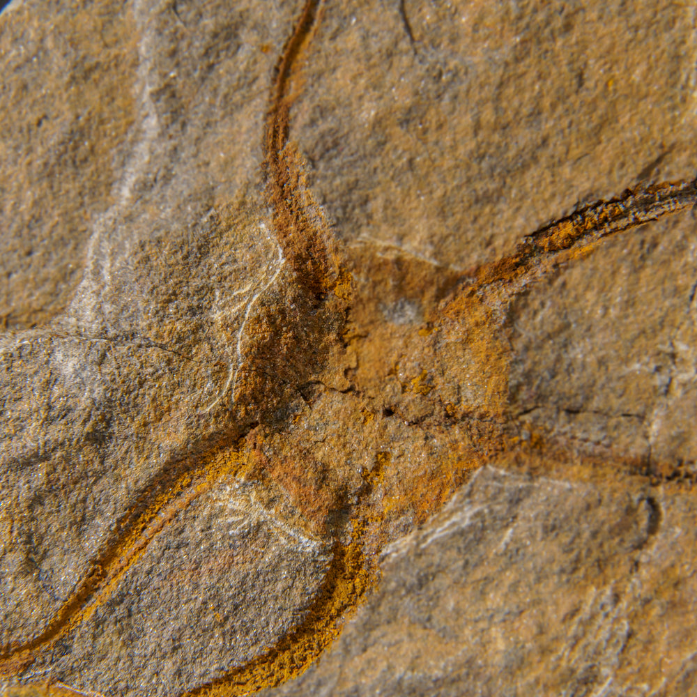 Genuine Ophiuroidea Brittle Star Fossil (440.8 grams)