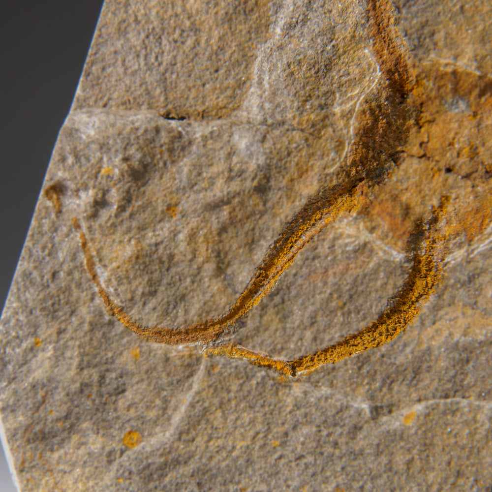 Genuine Ophiuroidea Brittle Star Fossil (440.8 grams)