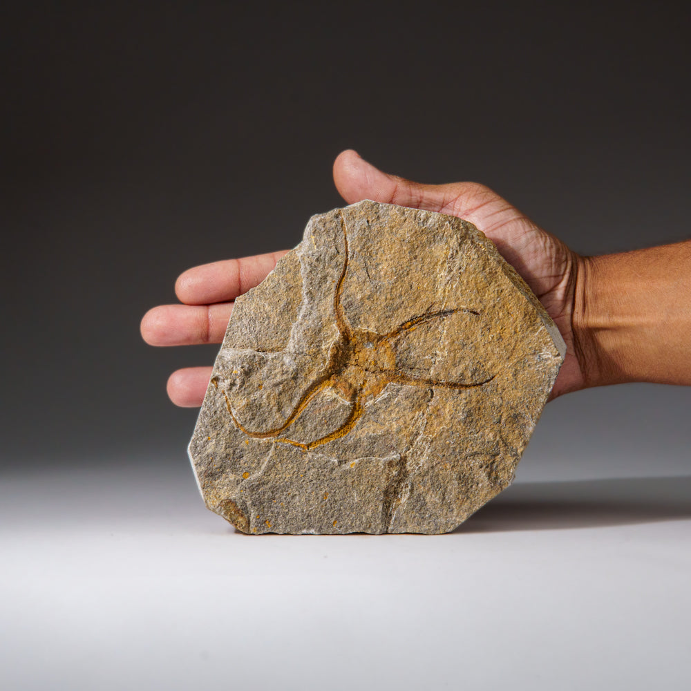 Genuine Ophiuroidea Brittle Star Fossil (440.8 grams)