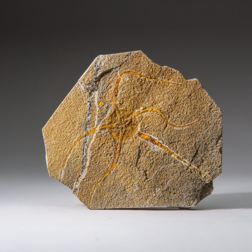 Genuine Ophiuroidea Brittle Star Fossil (1 lb)