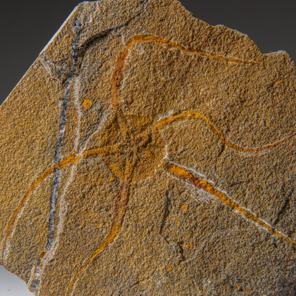 Genuine Ophiuroidea Brittle Star Fossil (1 lb)