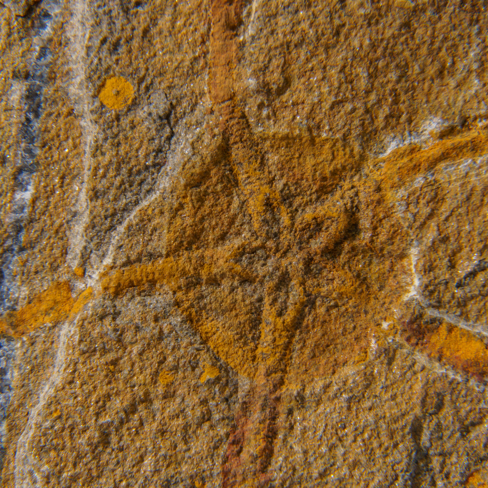 Genuine Ophiuroidea Brittle Star Fossil (1 lb)