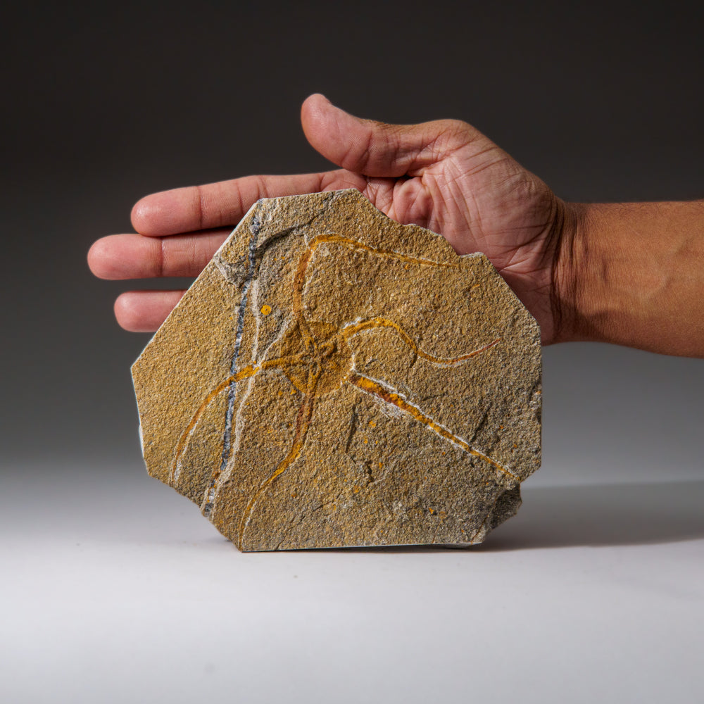 Genuine Ophiuroidea Brittle Star Fossil (1 lb)