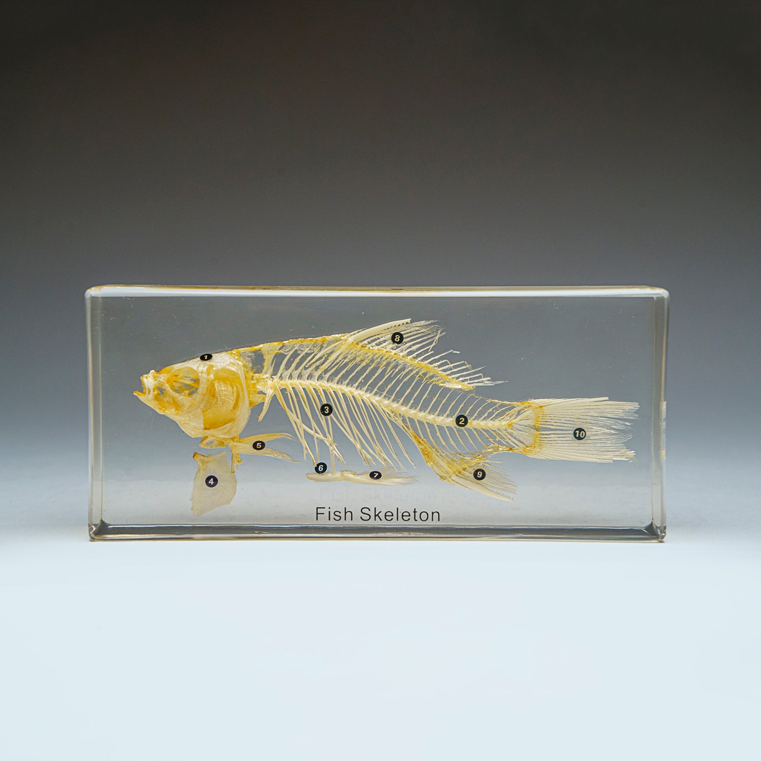 Large Fish Skeleton in Lucite (TE36)