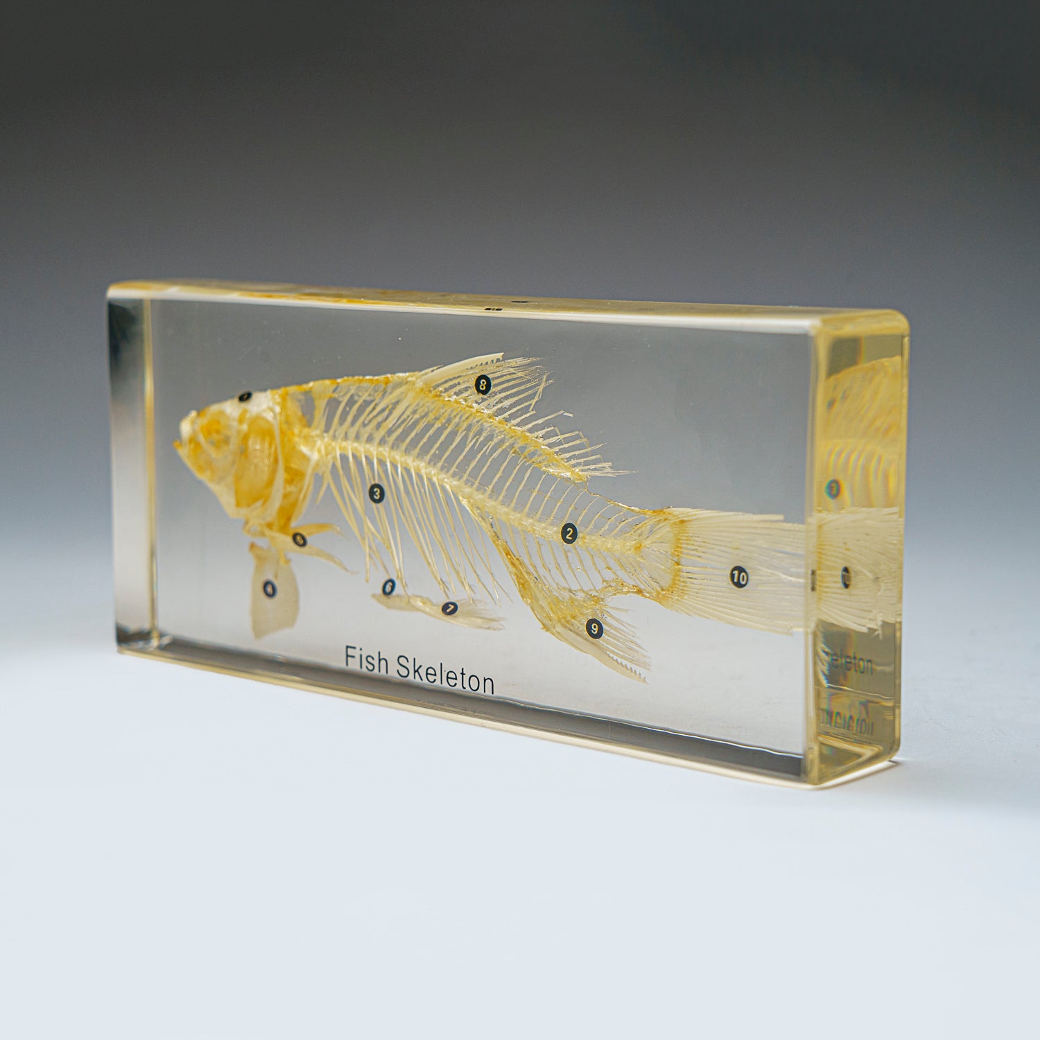 Large Fish Skeleton in Lucite (TE36)