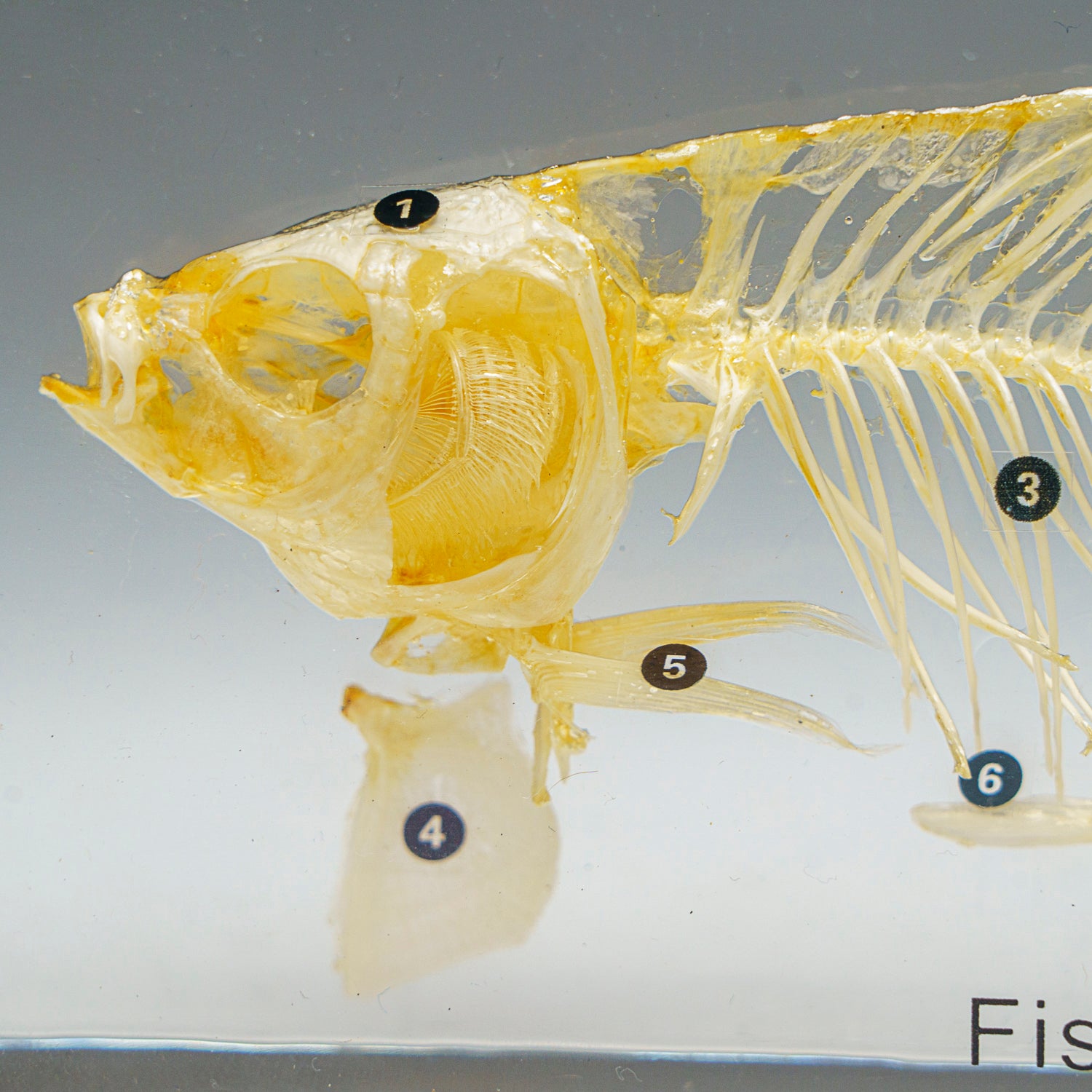 Large Fish Skeleton in Lucite (TE36)