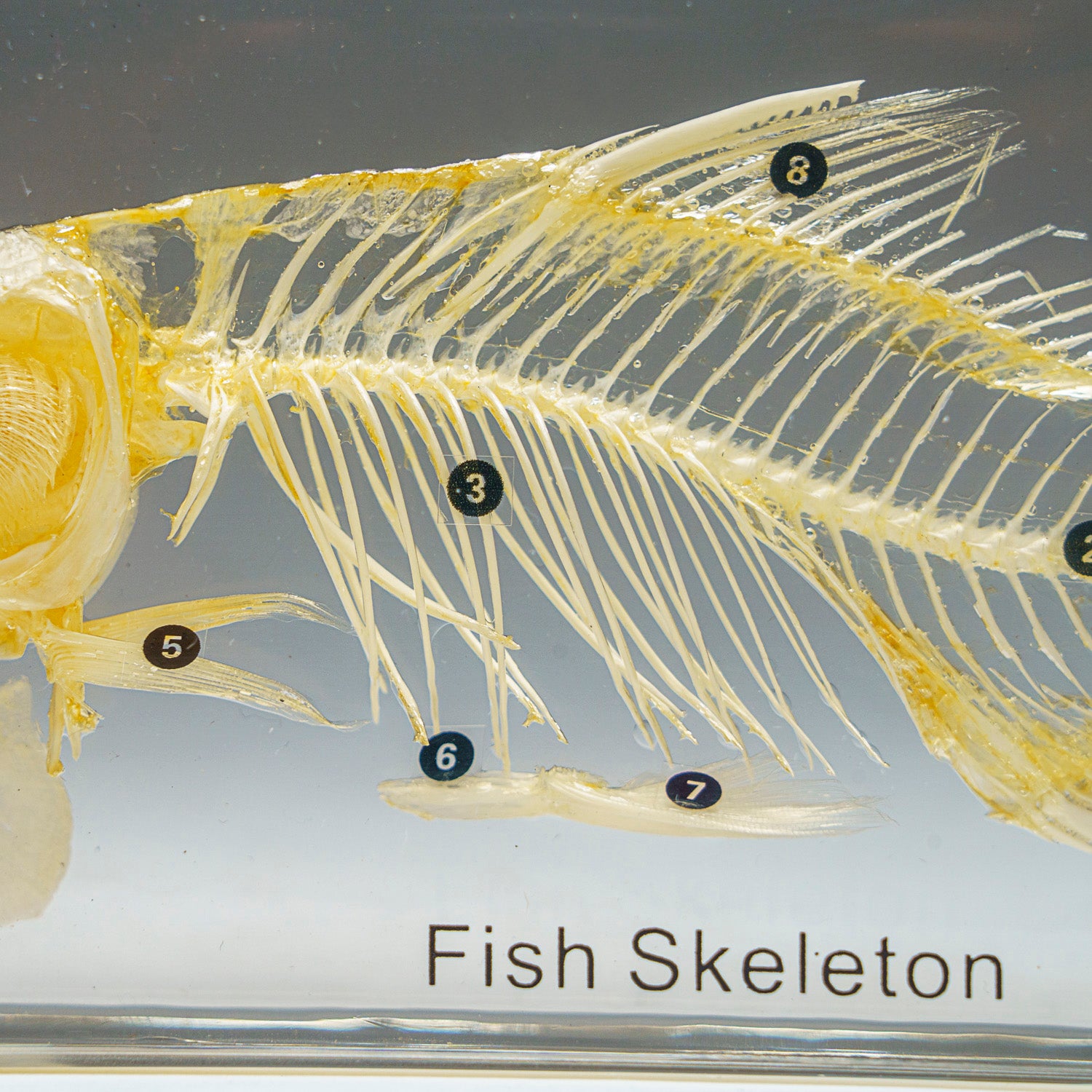 Large Fish Skeleton in Lucite (TE36)