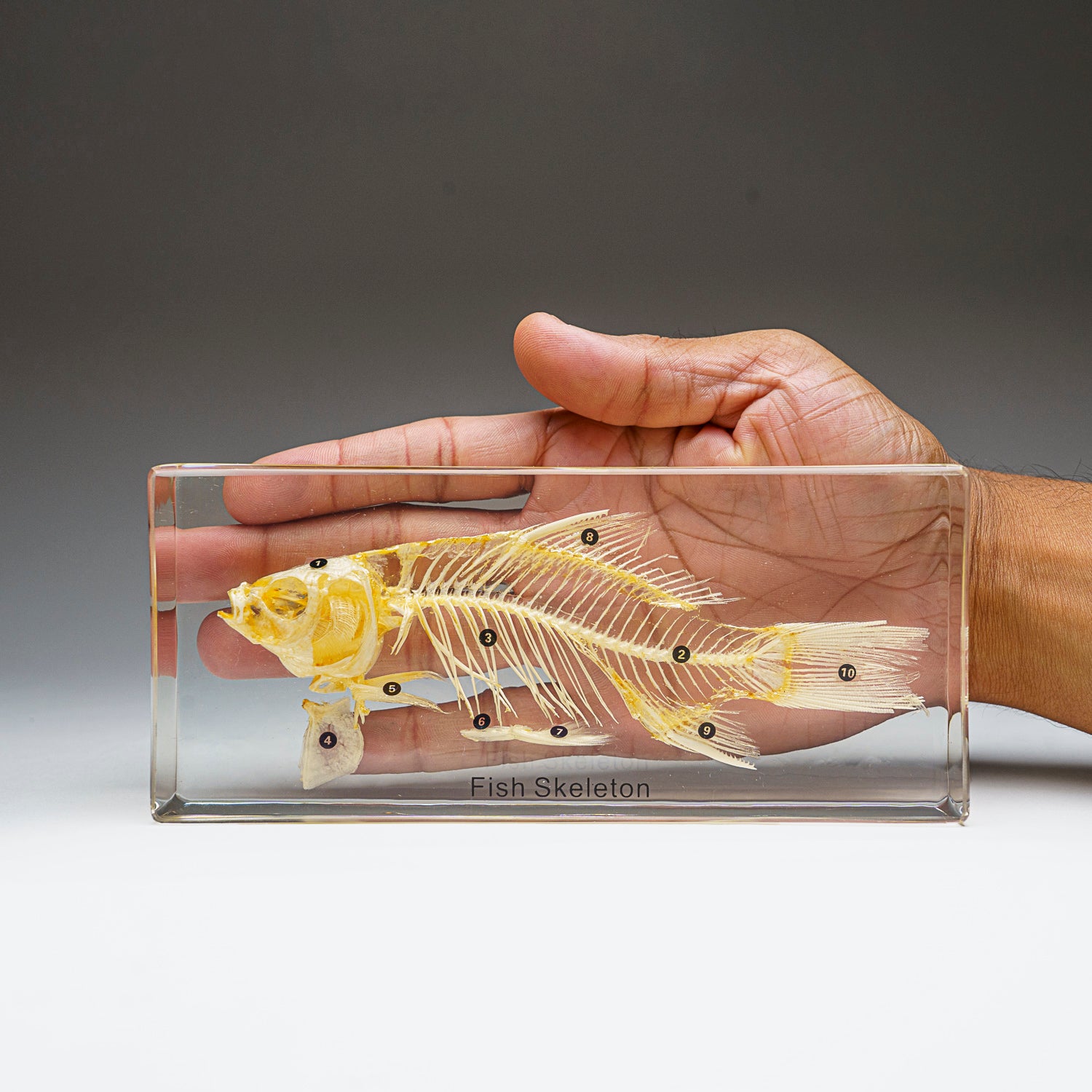 Large Fish Skeleton in Lucite (TE36)