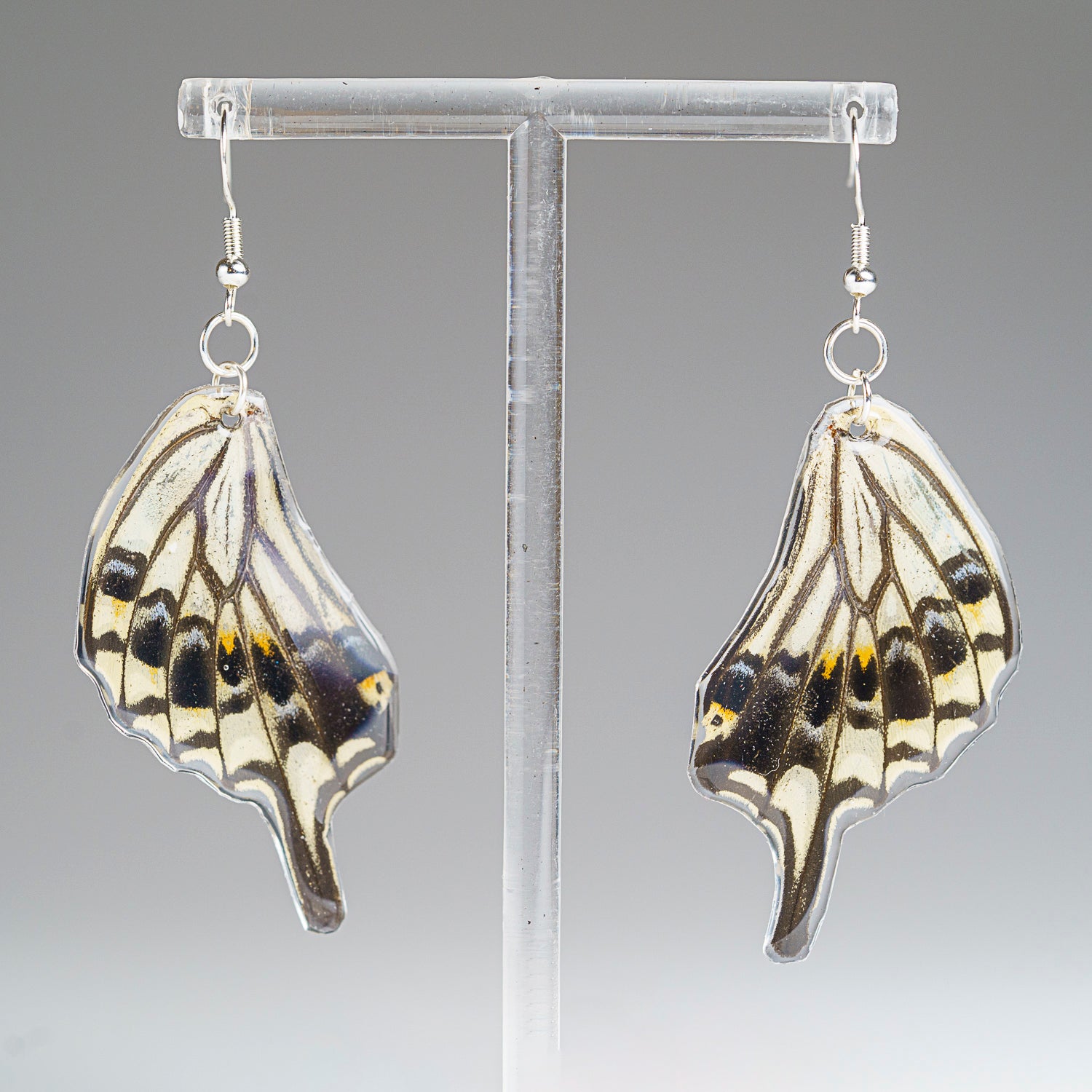 Genuine Butterfly (Asian Swallowtail) Wing Earrings