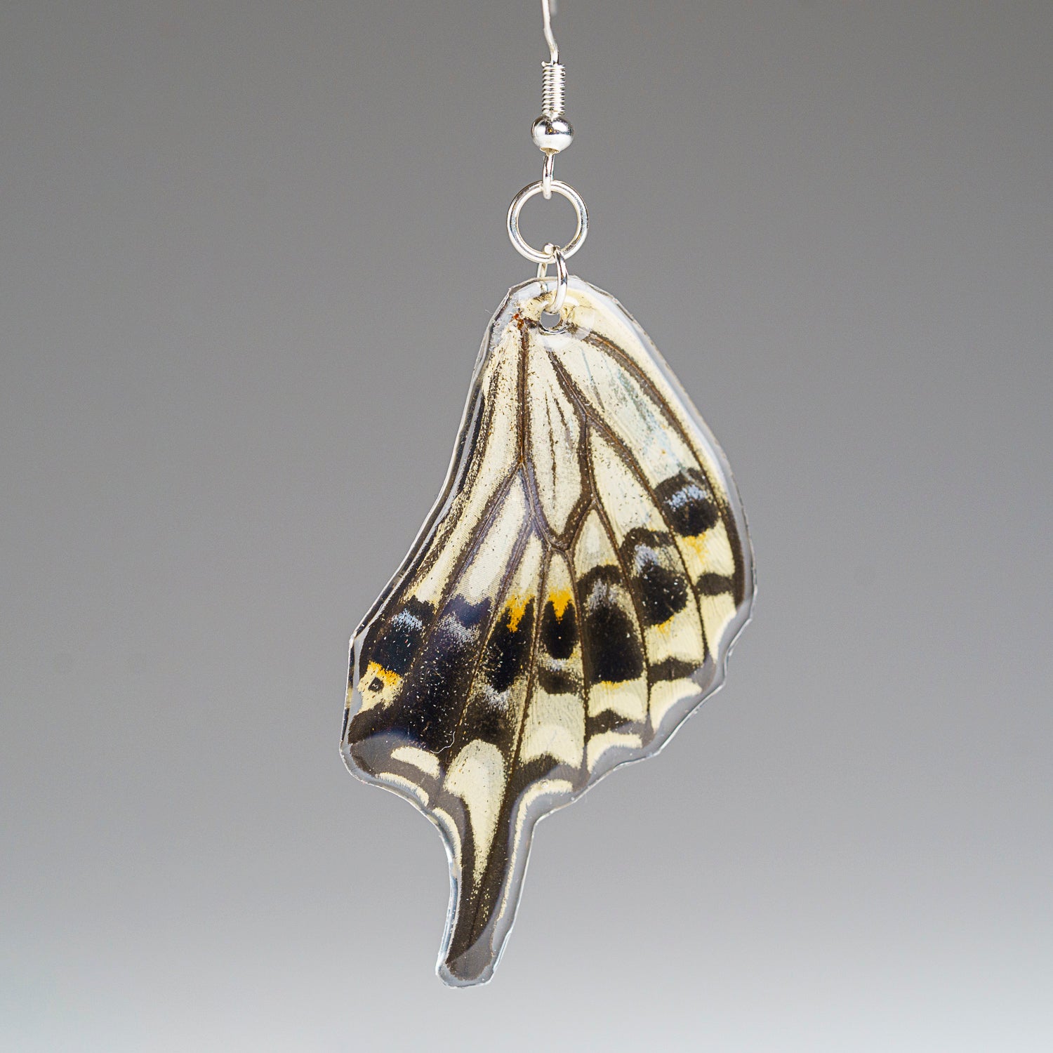 Genuine Butterfly (Asian Swallowtail) Wing Earrings