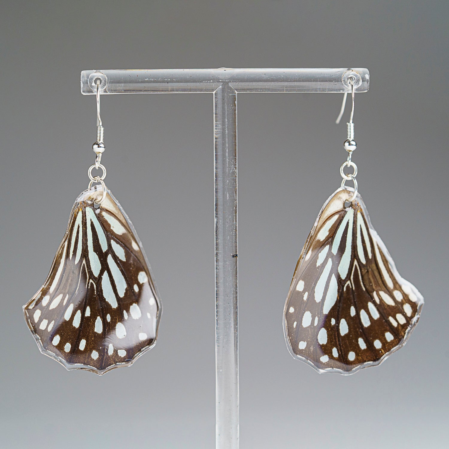 Genuine Butterfly (Blue Tiger) Wing Earrings