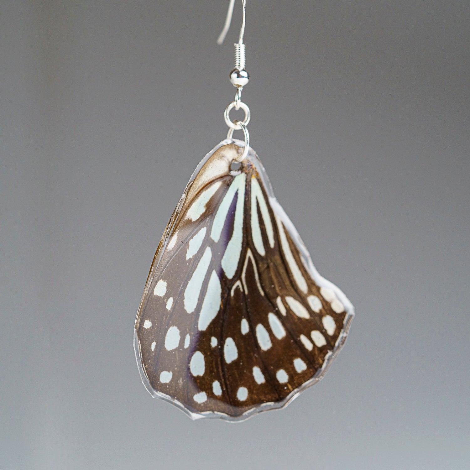 Genuine Butterfly (Blue Tiger) Wing Earrings