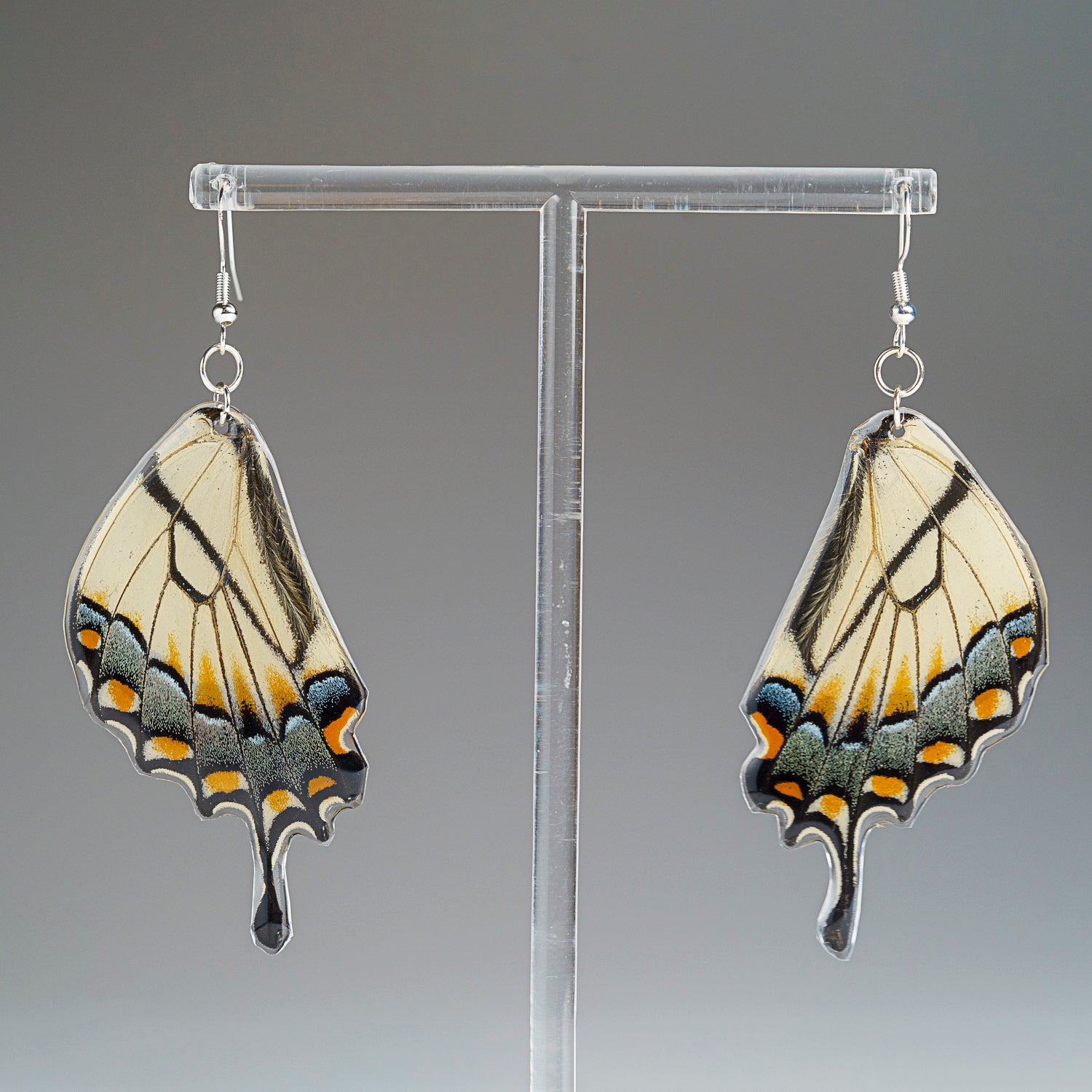 Genuine Butterfly (Yellow Tail Swallowtail) Wing Earrings