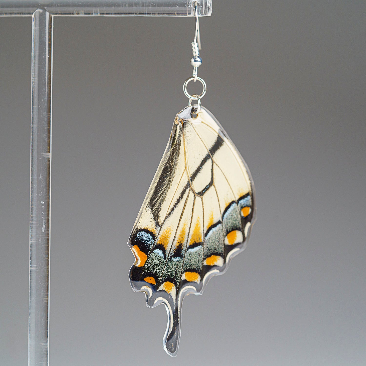 Genuine Butterfly (Yellow Tail Swallowtail) Wing Earrings