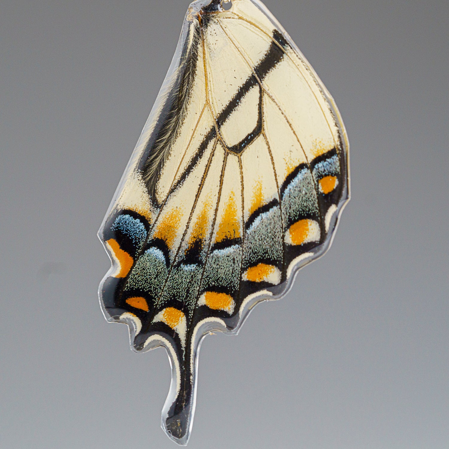 Genuine Butterfly (Yellow Tail Swallowtail) Wing Earrings