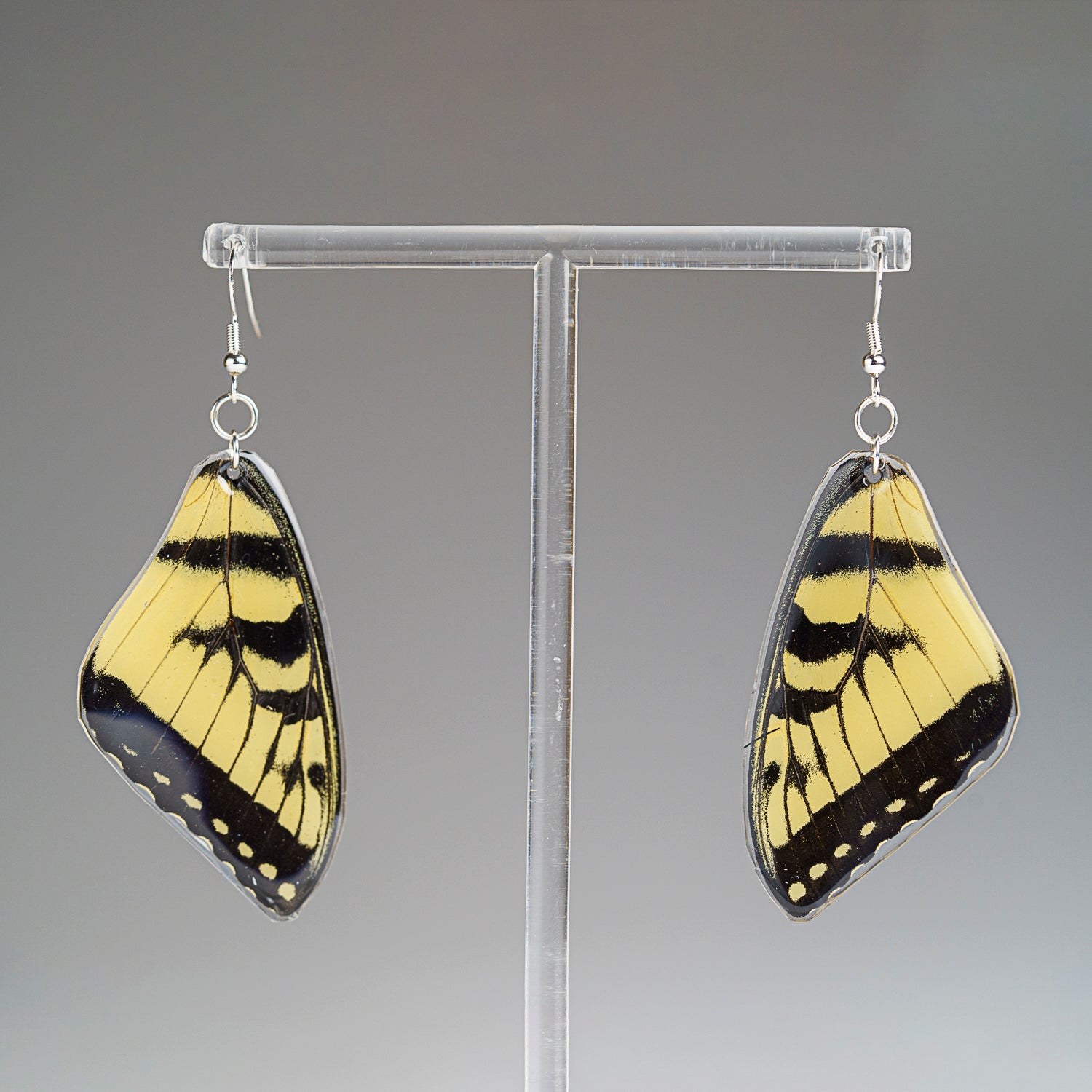 Genuine Butterfly (Yellow E. Yellow Tiger) Wing Earrings