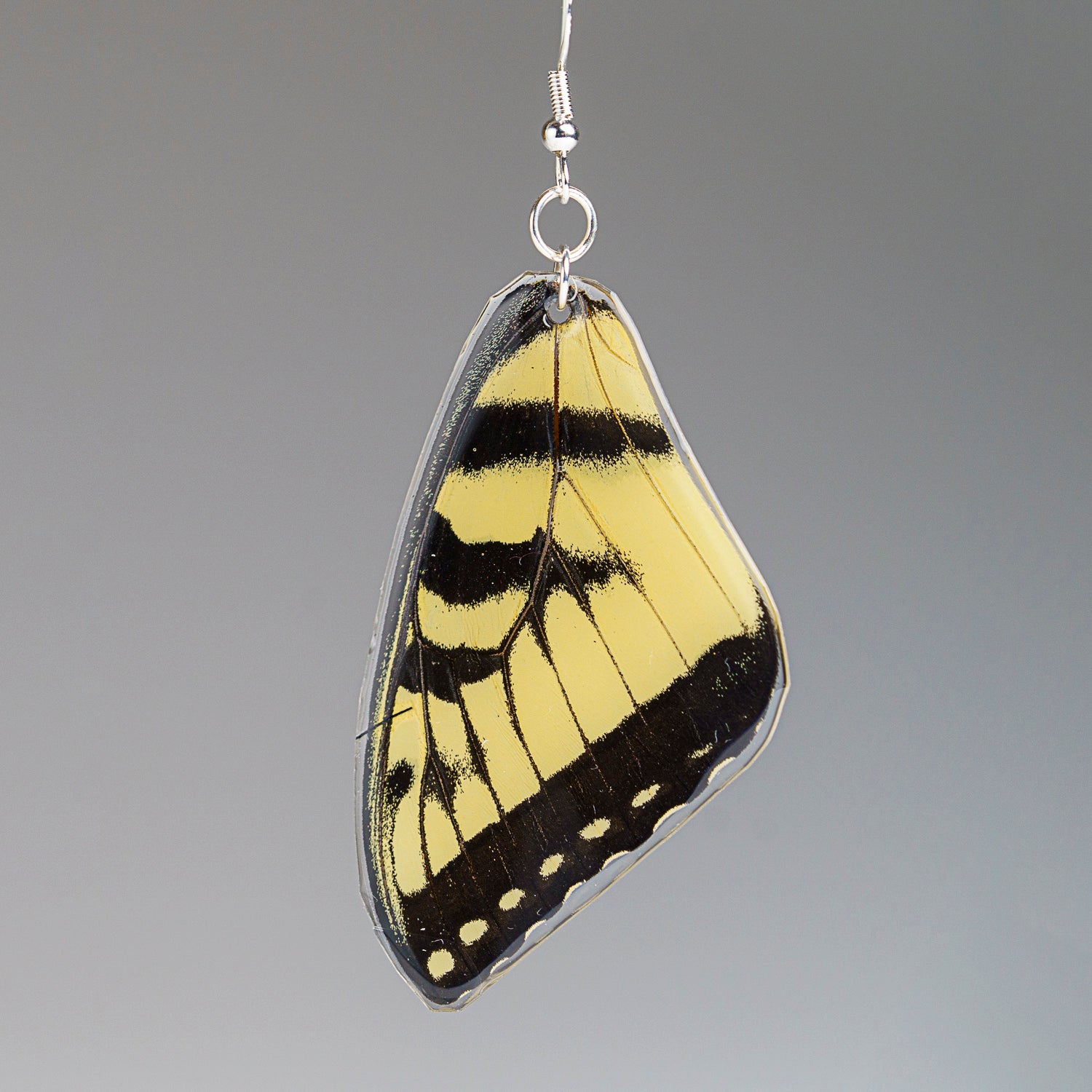 Genuine Butterfly (Yellow E. Yellow Tiger) Wing Earrings