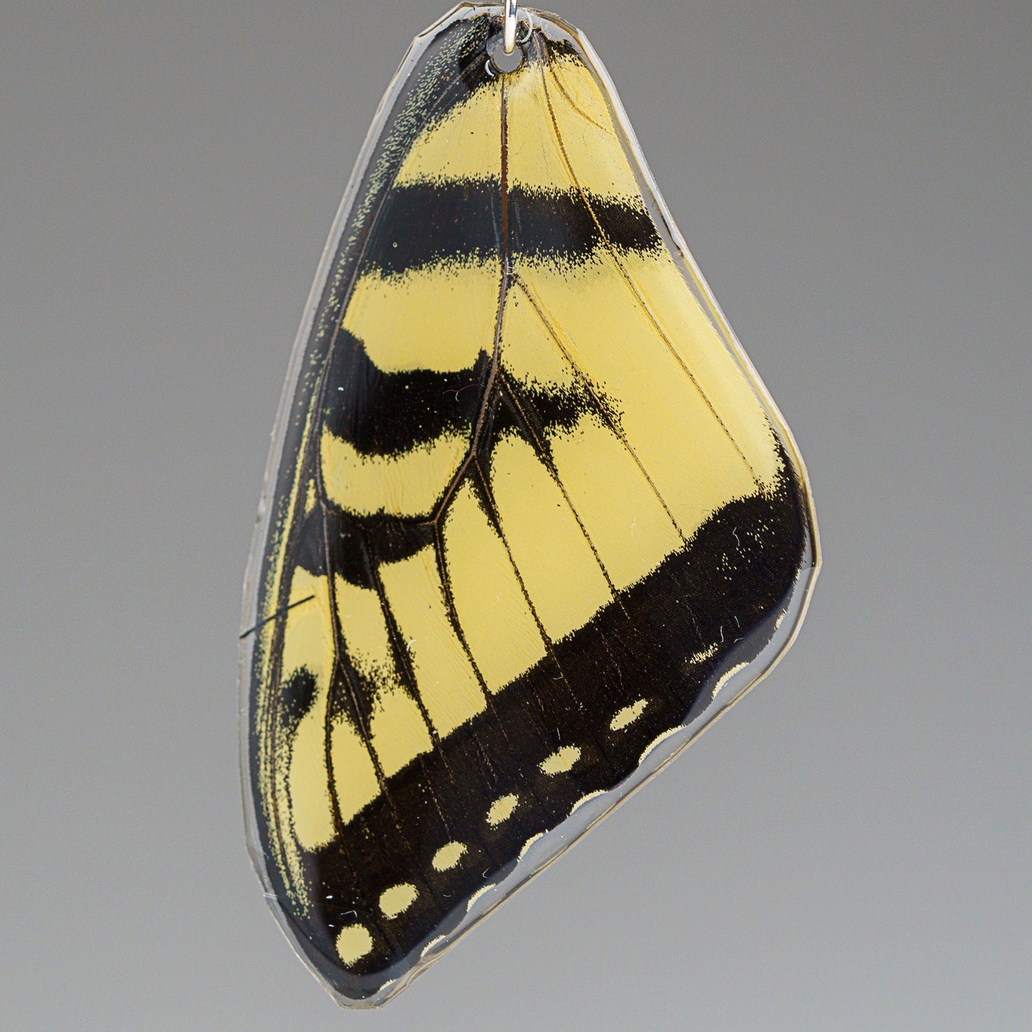 Genuine Butterfly (Yellow E. Yellow Tiger) Wing Earrings