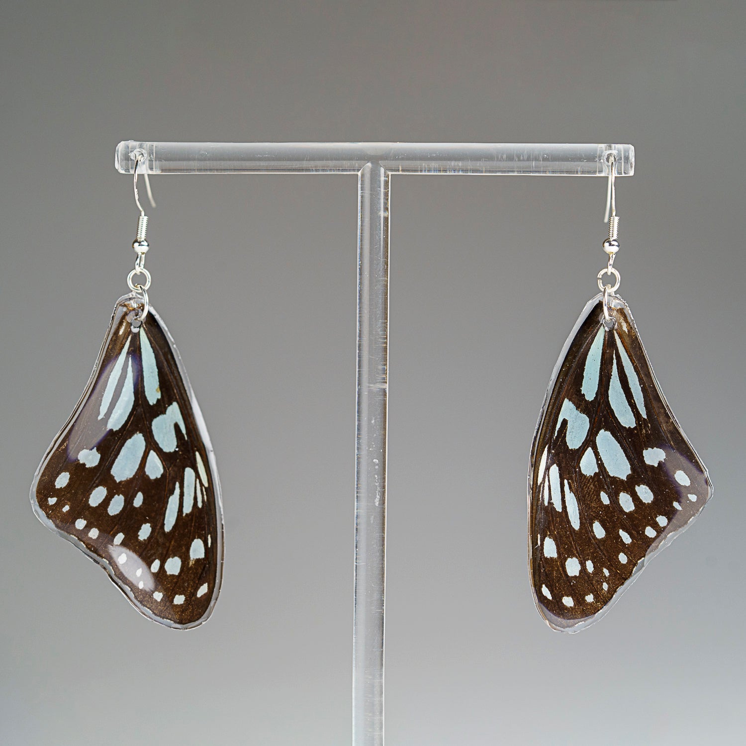 Genuine Butterfly (Blue Tiger) Wing Earrings