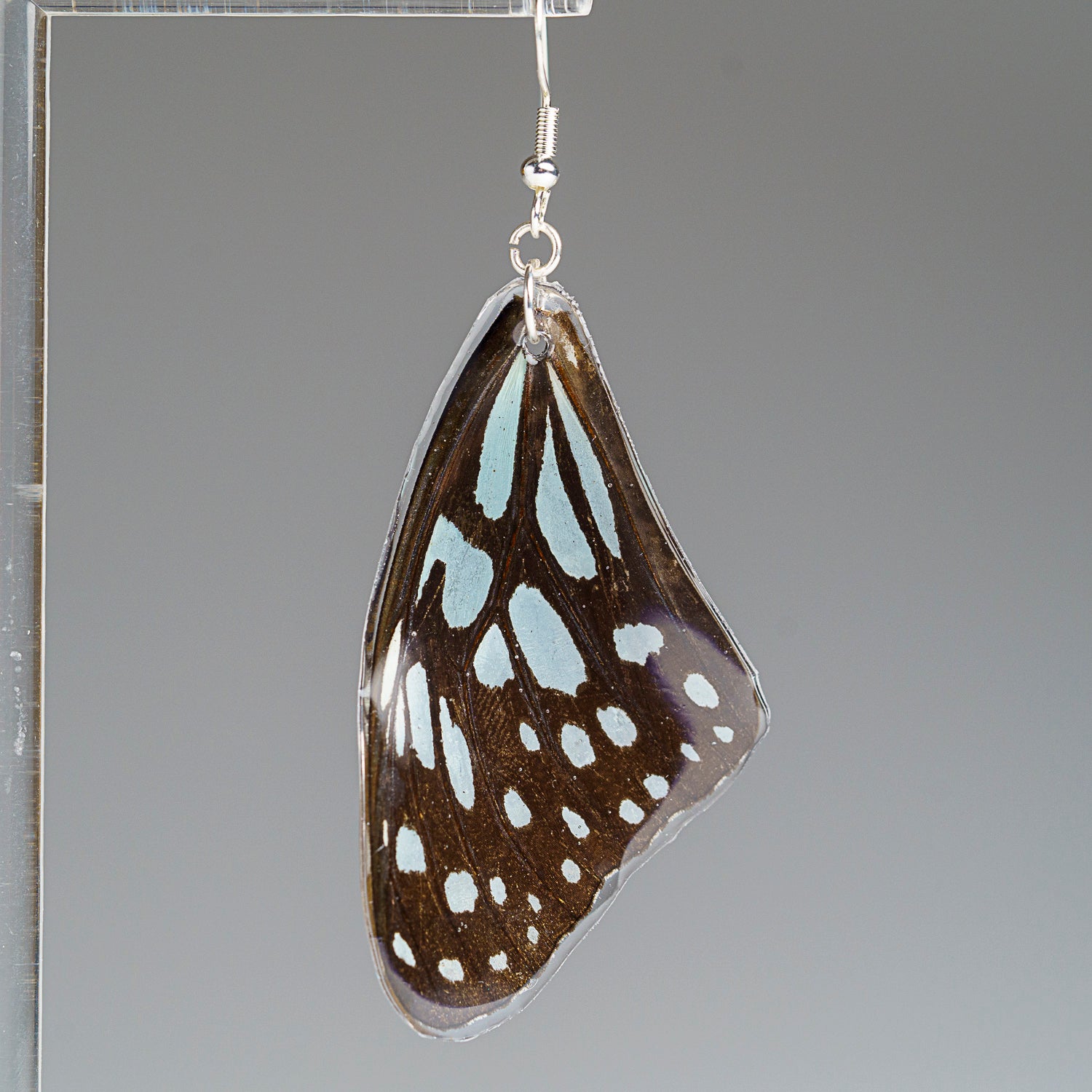 Genuine Butterfly (Blue Tiger) Wing Earrings