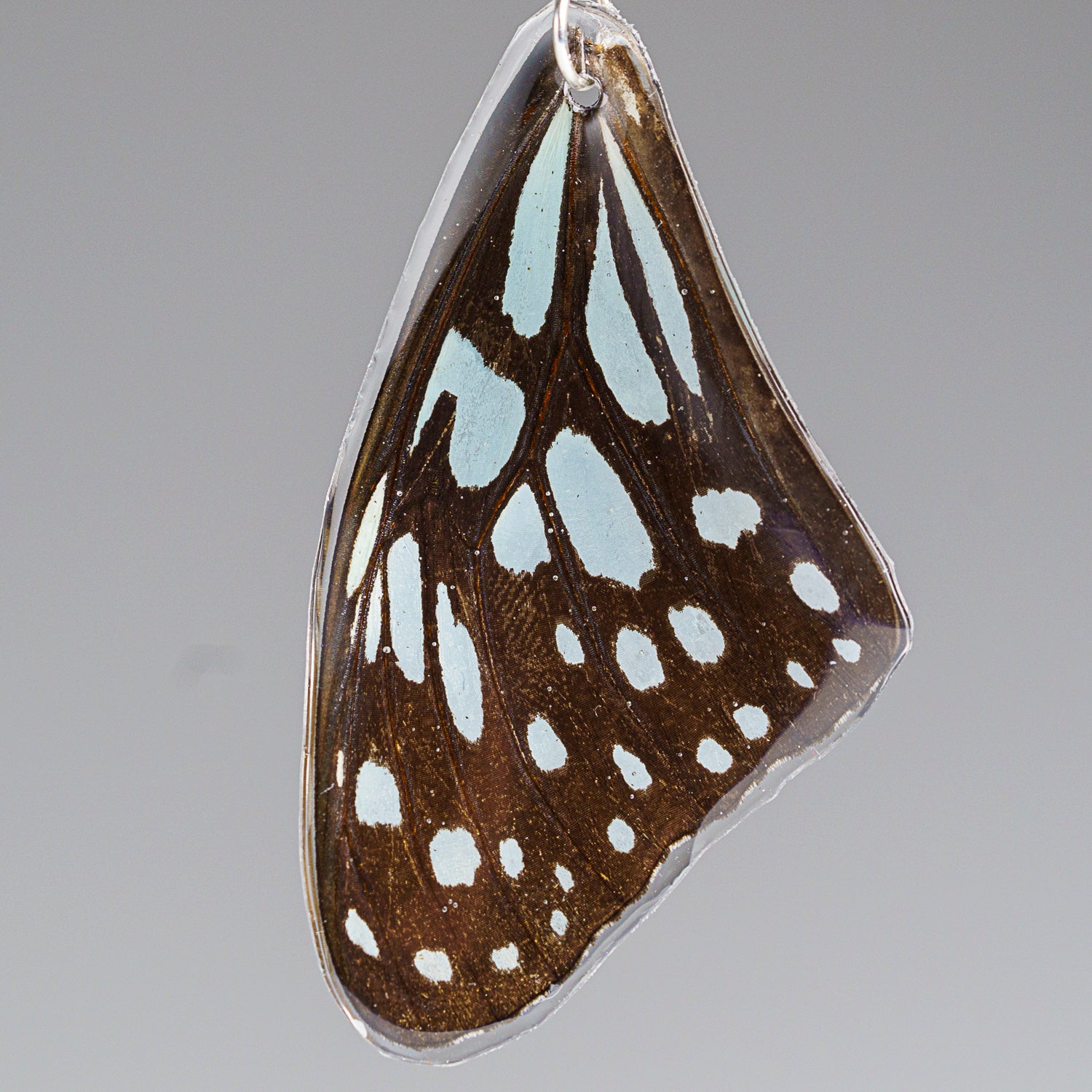 Genuine Butterfly (Blue Tiger) Wing Earrings