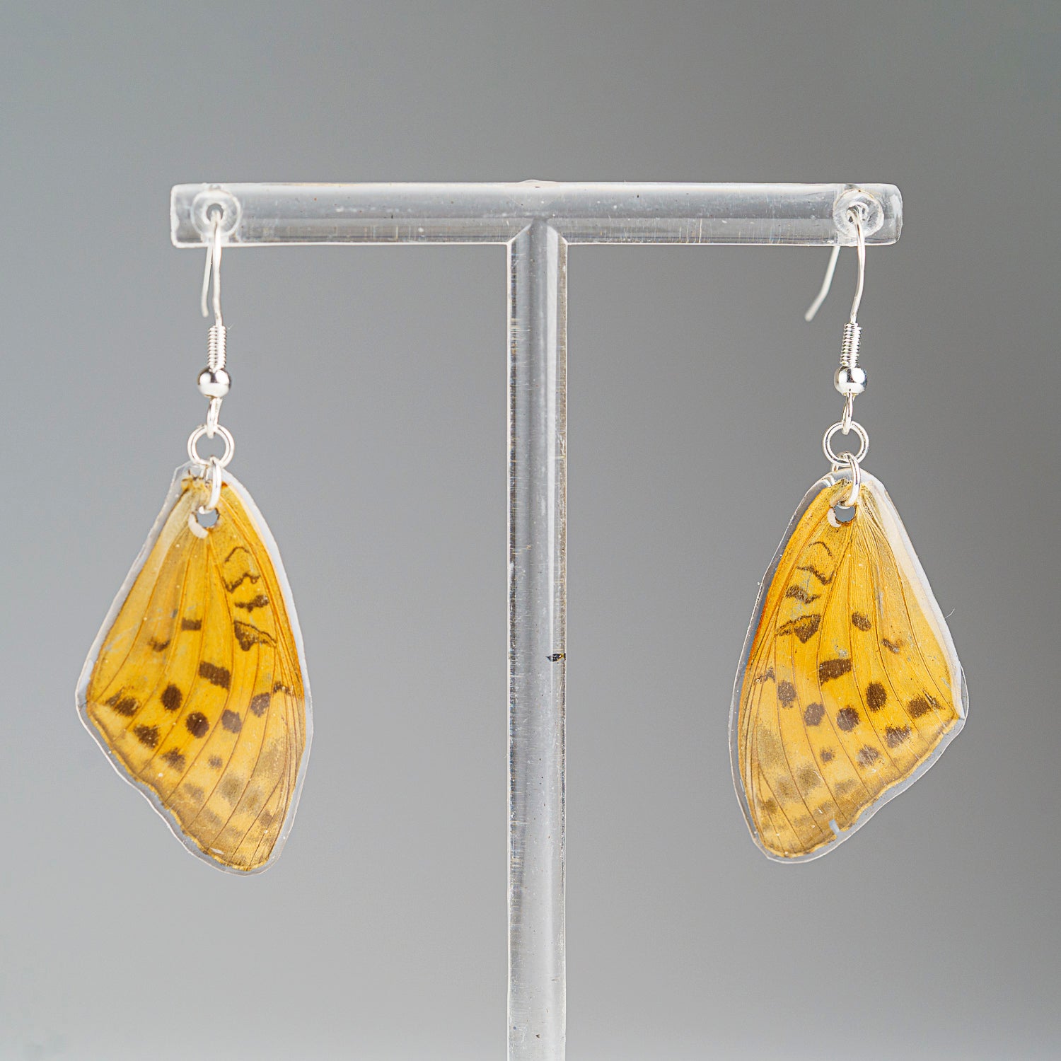 Genuine Butterfly (Yellow Monarch) Wing Earrings