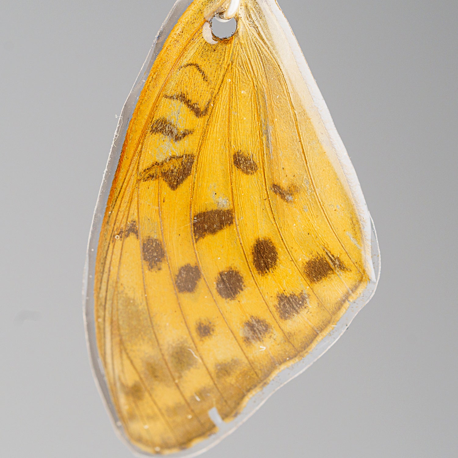 Genuine Butterfly (Yellow Monarch) Wing Earrings