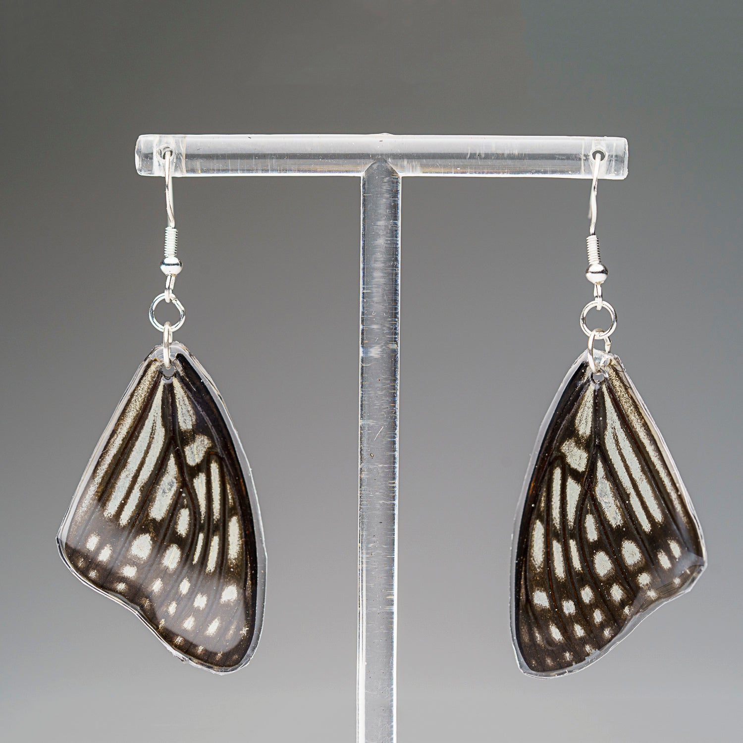 Genuine Butterfly (Blue Tiger) Wing Earrings